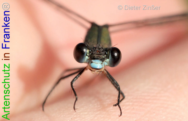 Bild zum Eintrag (1133175-160)