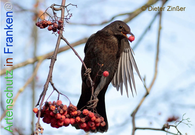 Bild zum Eintrag (1133226-160)