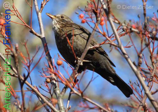 Bild zum Eintrag (1133227-160)