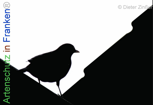 Bild zum Eintrag (1133229-160)