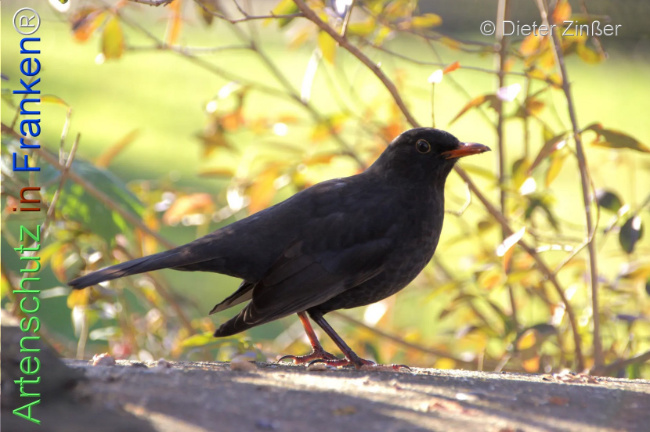 Bild zum Eintrag (1133230-160)