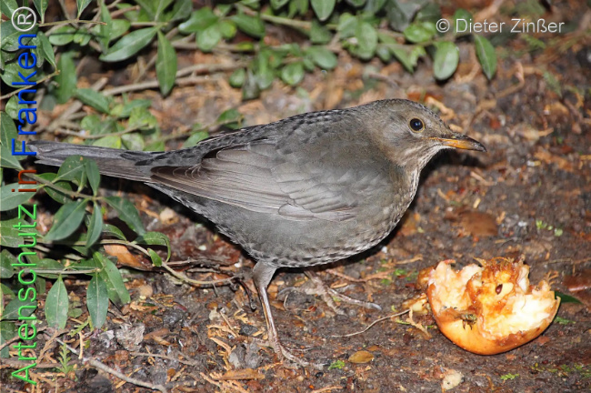 Bild zum Eintrag (1133231-160)