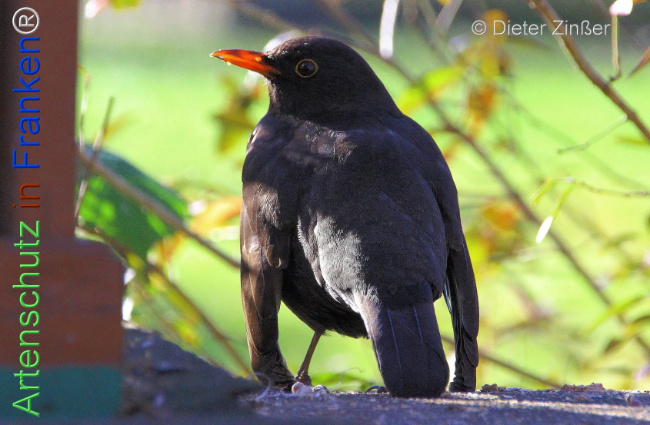 Bild zum Eintrag (1133233-160)