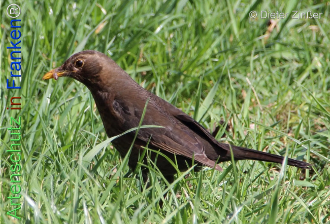 Bild zum Eintrag (1133234-160)