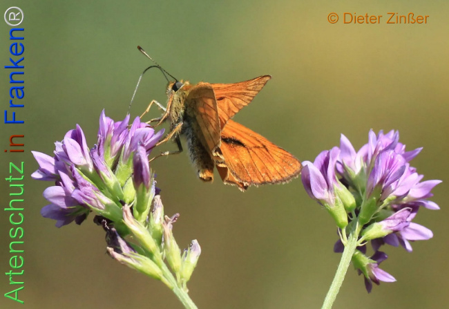 Bild zum Eintrag (1133348-160)