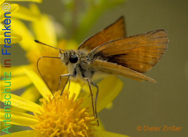 Bild zum Eintrag (1133349-160)