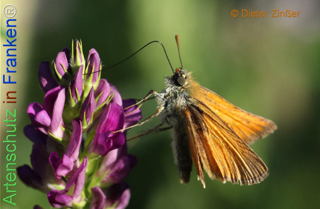 Bild zum Eintrag (1133367-160)