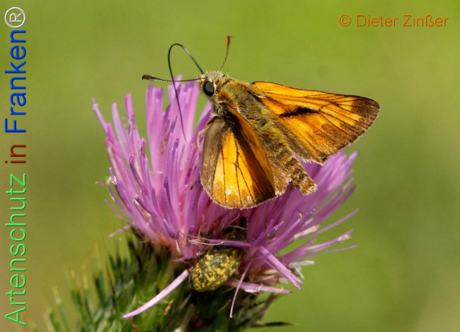 Bild zum Eintrag (1133368-160)