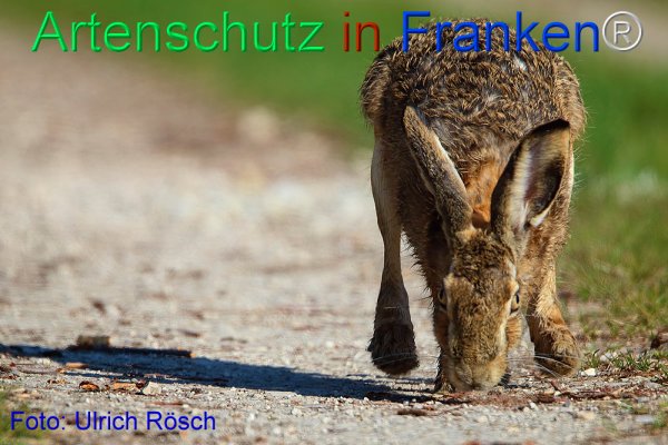 Bild zum Eintrag (1133566-160)