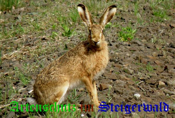 Bild zum Eintrag (1133567-160)