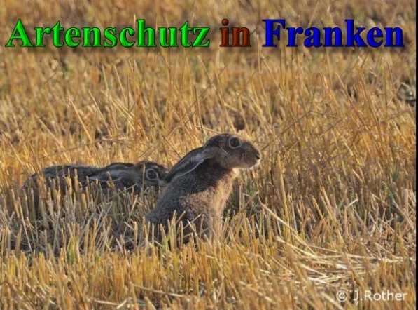 Bild zum Eintrag (1133568-160)