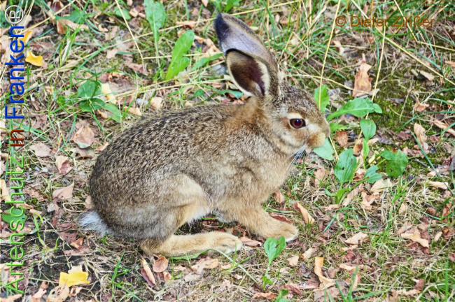 Bild zum Eintrag (1133576-160)