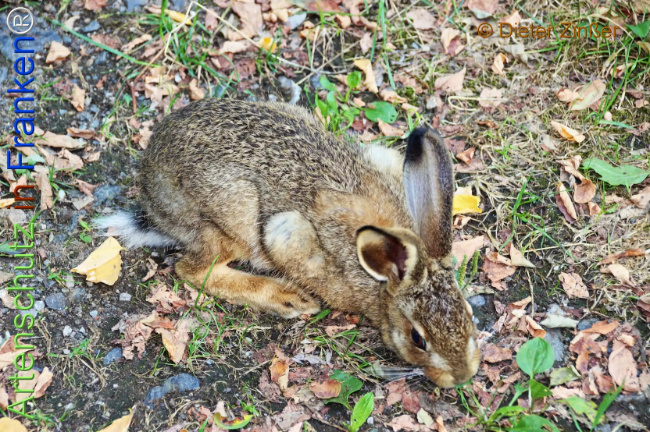 Bild zum Eintrag (1133578-160)