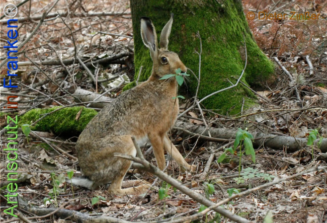 Bild zum Eintrag (1133582-160)