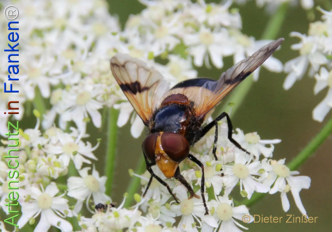 Bild zum Eintrag (1133617-160)