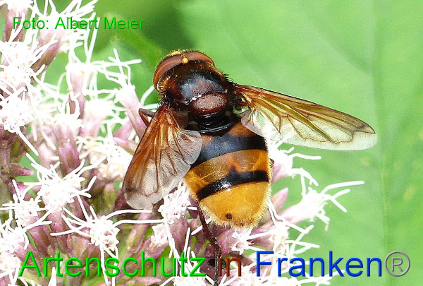 Bild zum Eintrag (1133620-160)