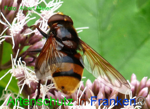 Bild zum Eintrag (1133621-160)