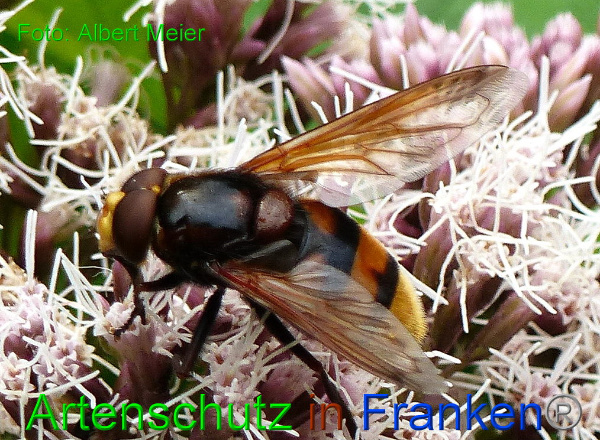 Bild zum Eintrag (1133623-160)