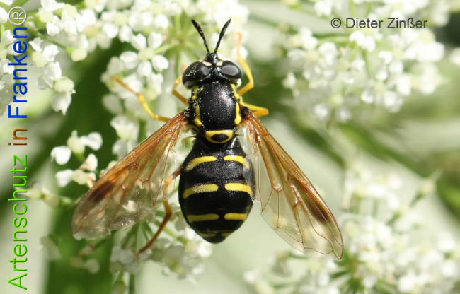 Bild zum Eintrag (1133645-160)