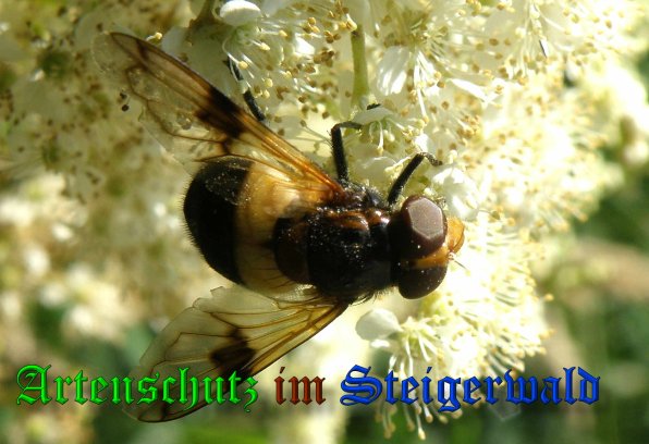 Bild zum Eintrag (1133650-160)