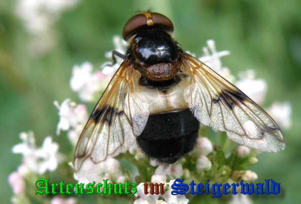 Bild zum Eintrag (1133652-160)