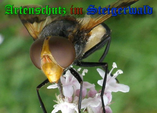 Bild zum Eintrag (1133653-160)