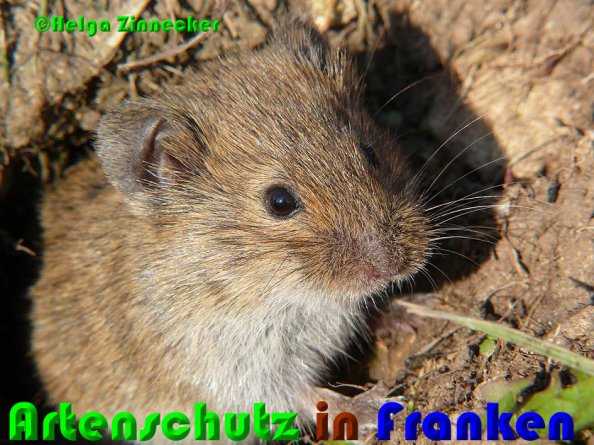 Bild zum Eintrag (1133729-160)