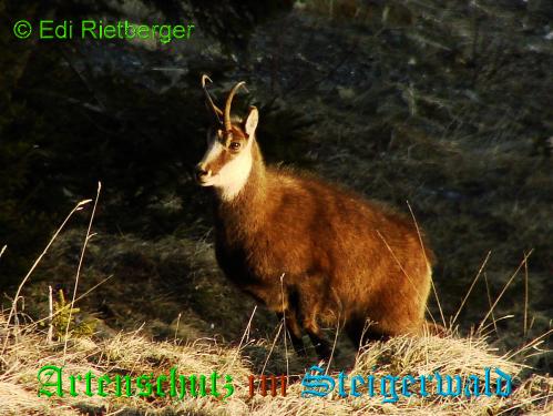 Bild zum Eintrag (1133754-160)