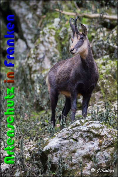 Bild zum Eintrag (1133756-160)