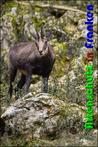 Bild zum Eintrag (1133757-160)