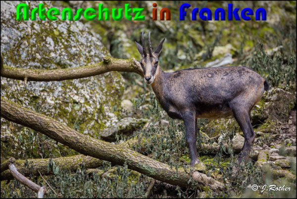 Bild zum Eintrag (1133758-160)