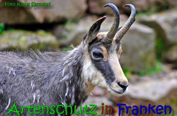 Bild zum Eintrag (1133761-160)