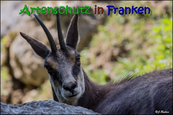 Bild zum Eintrag (1133764-160)