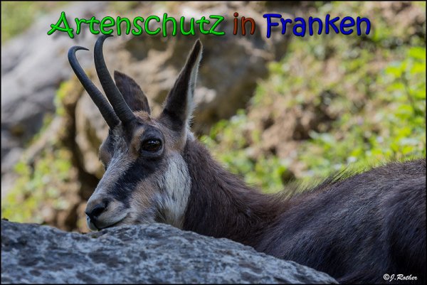 Bild zum Eintrag (1133765-160)