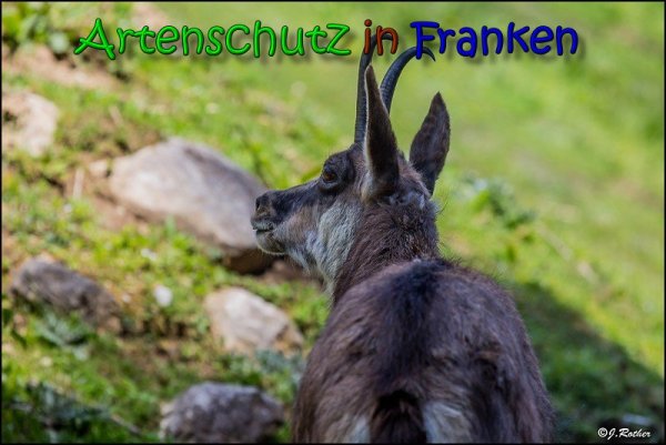 Bild zum Eintrag (1133766-160)