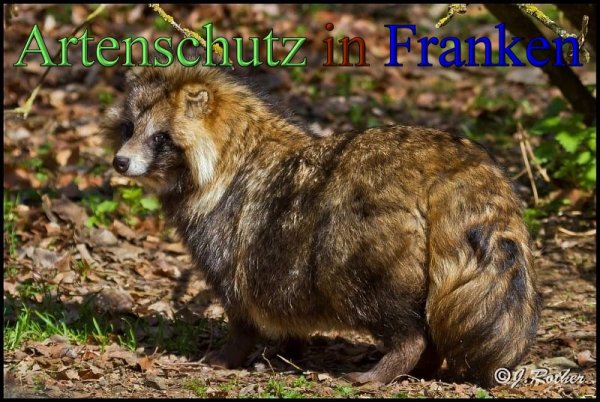 Bild zum Eintrag (1133825-160)