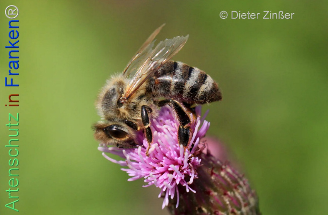 Bild zum Eintrag (1134296-160)