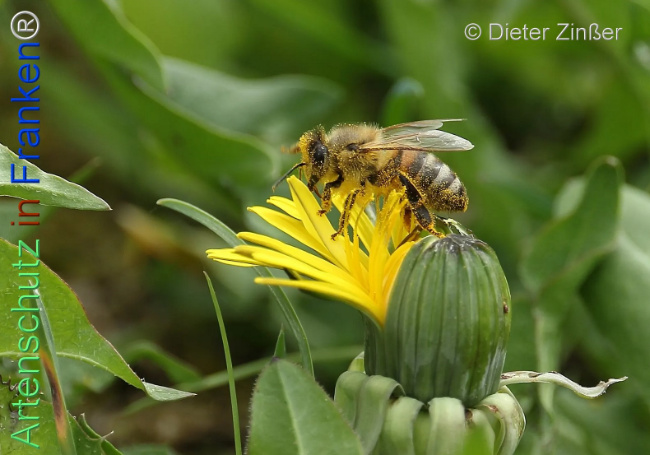 Bild zum Eintrag (1134299-160)