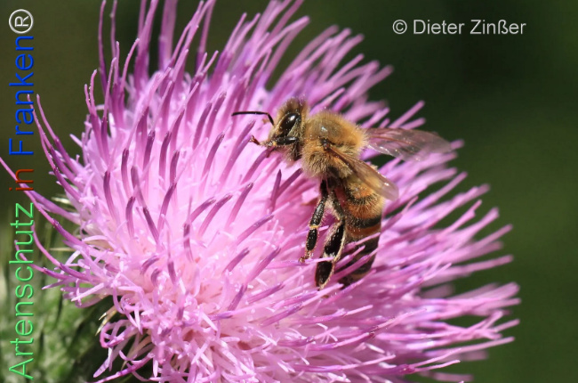 Bild zum Eintrag (1134300-160)