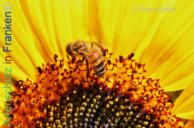 Bild zum Eintrag (1134301-160)