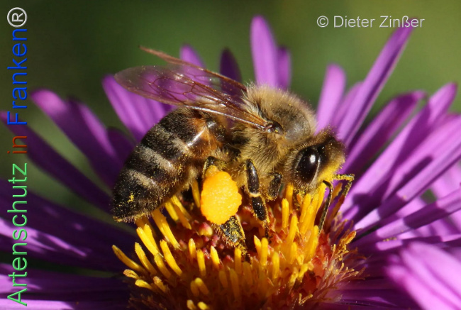 Bild zum Eintrag (1134302-160)