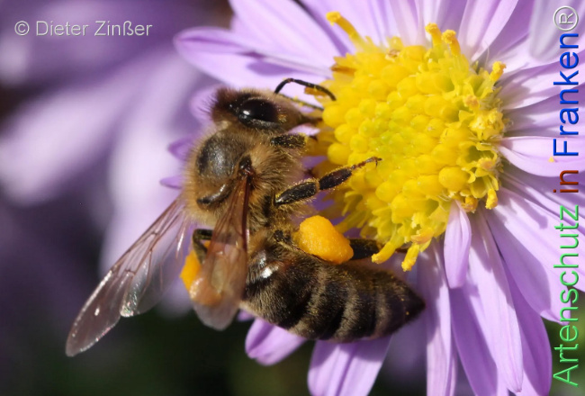 Bild zum Eintrag (1134303-160)