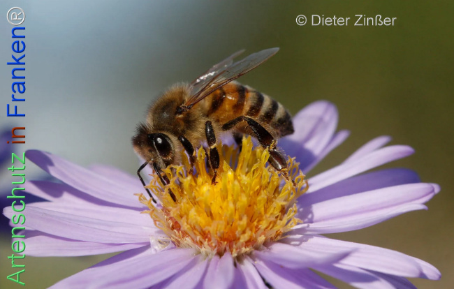 Bild zum Eintrag (1134304-160)