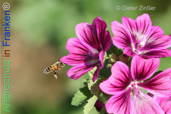 Bild zum Eintrag (1134309-160)