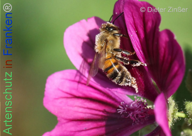 Bild zum Eintrag (1134310-160)