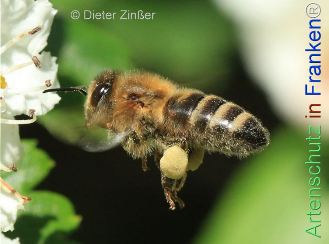 Bild zum Eintrag (1134311-160)