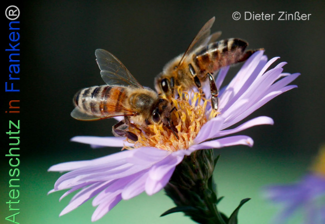 Bild zum Eintrag (1134318-160)