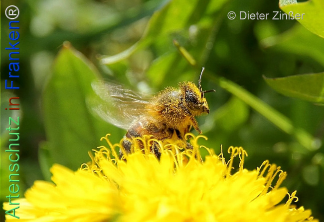 Bild zum Eintrag (1134320-160)