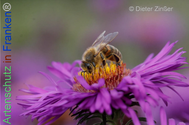 Bild zum Eintrag (1134324-160)