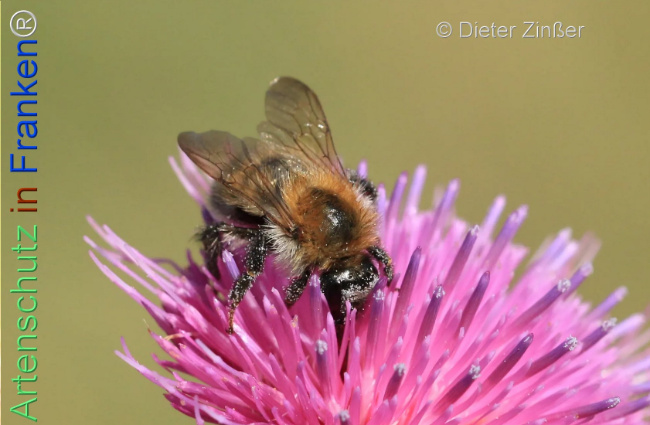 Bild zum Eintrag (1134325-160)